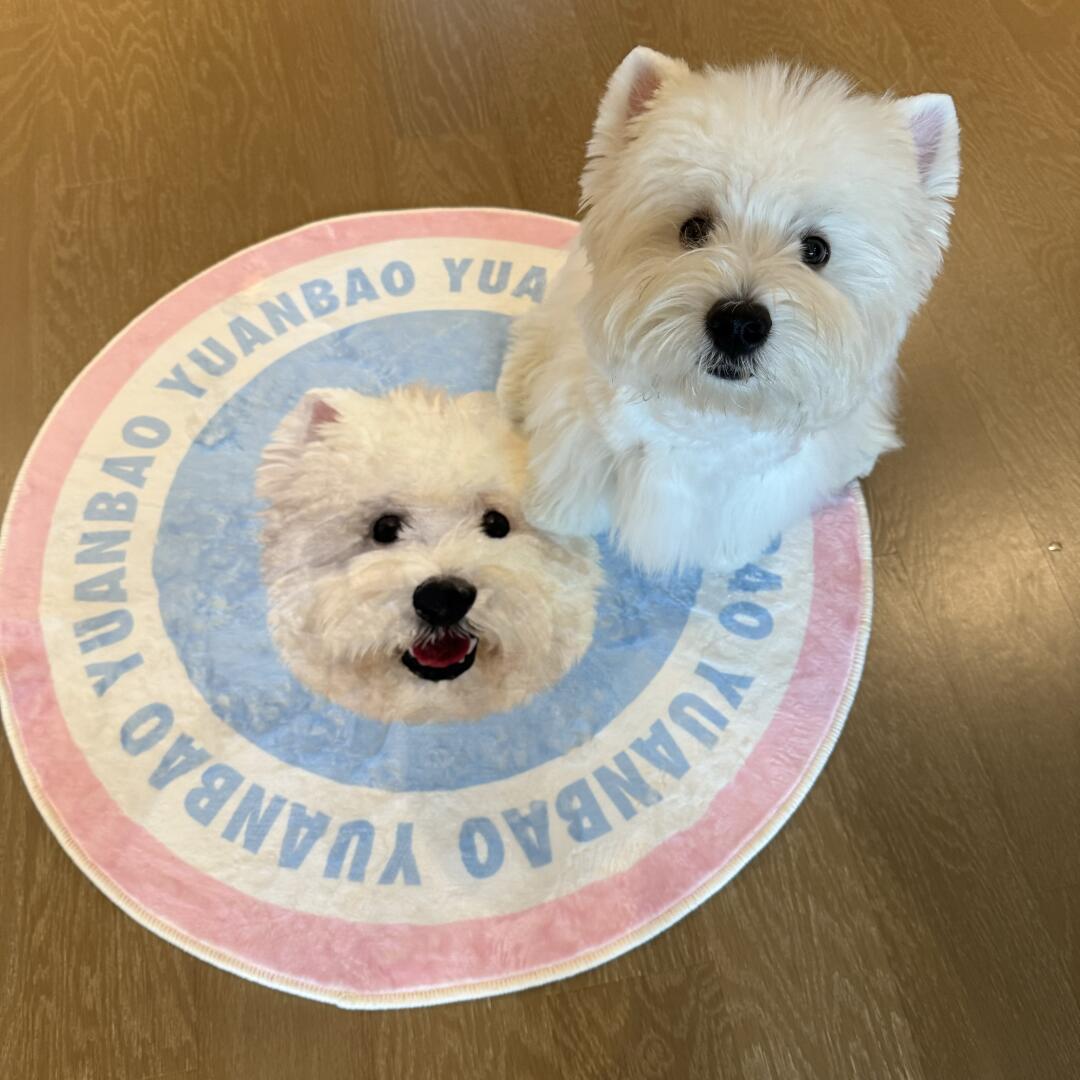 Transform Your Patio: The Best Outdoor Durable Custom Pet Carpets