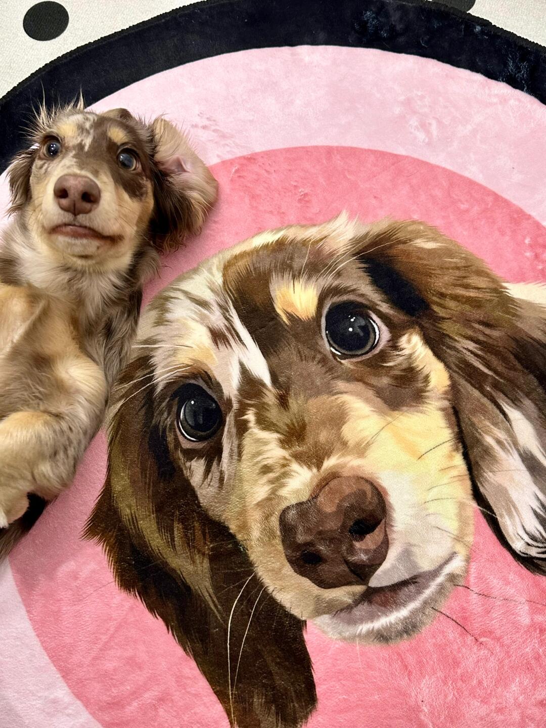 The Best Hypoallergenic Pet Carpets for Sensitive Skin Breeds