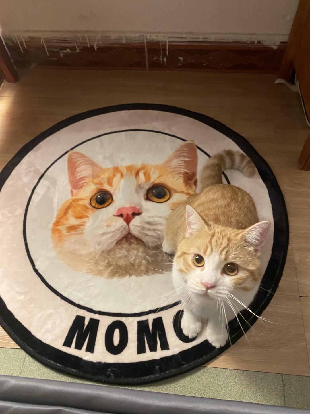 Elevate Pet Comfort: The Ultimate Guide to Luxury Custom Pet Blankets