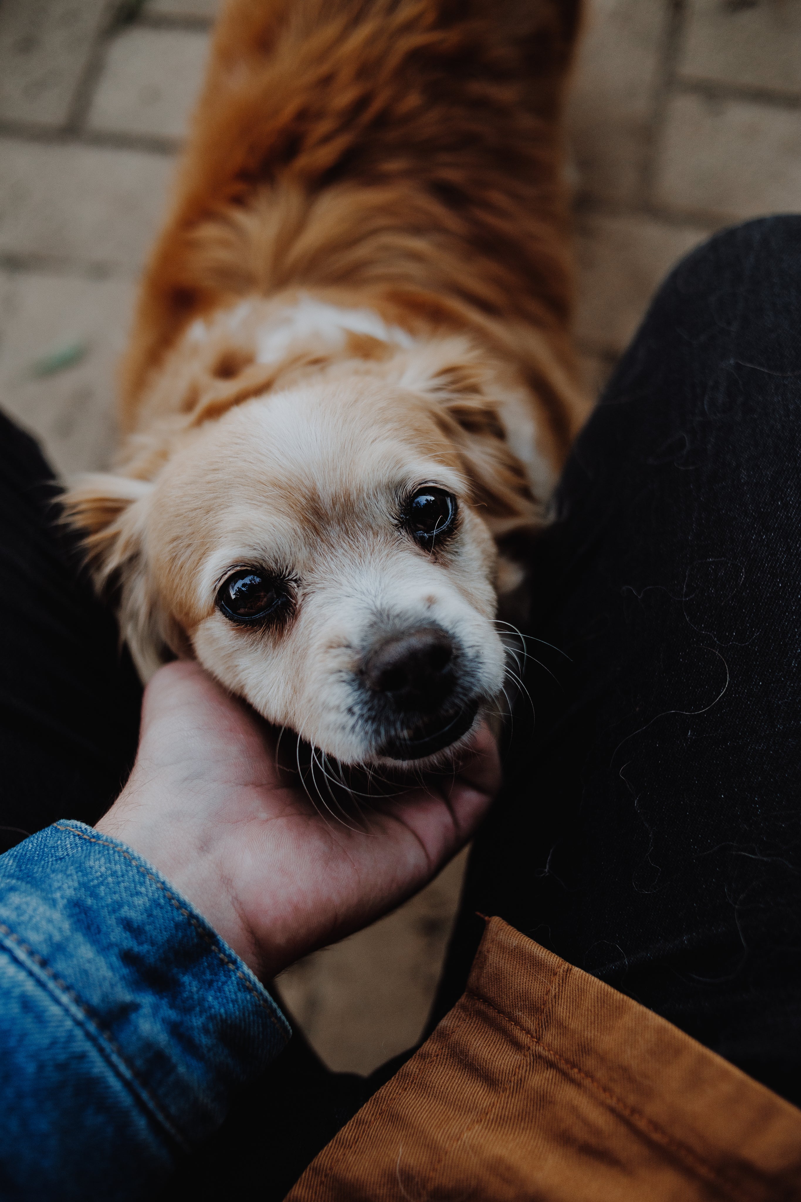 Pet home products shop