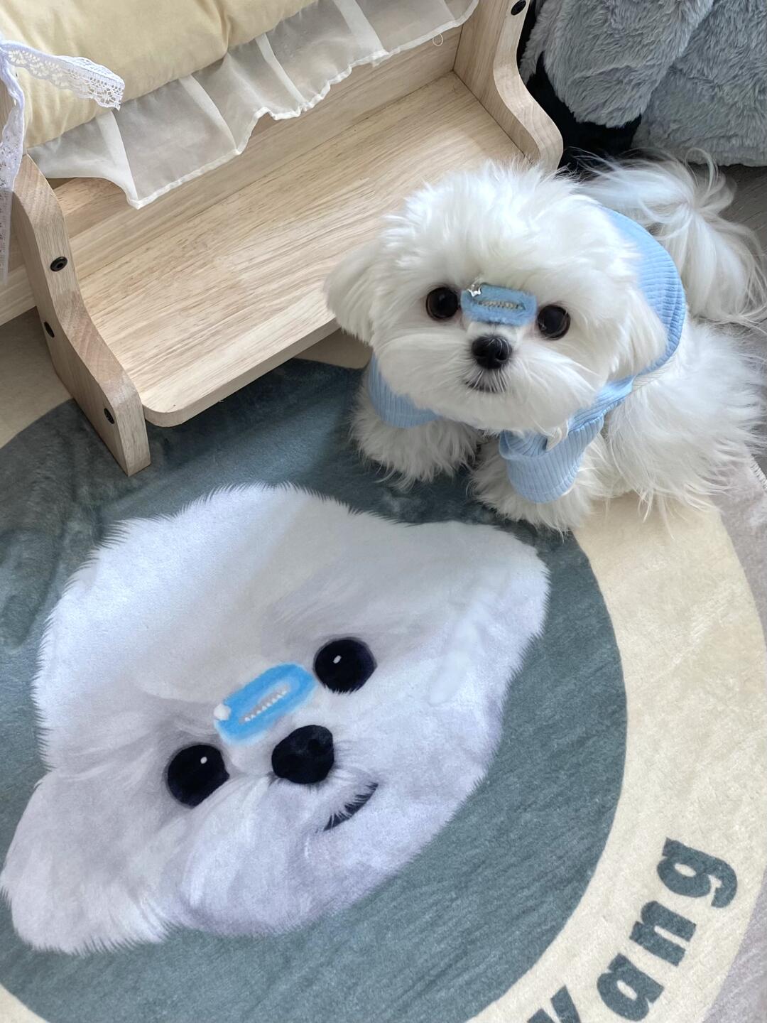 Ultimate Guide to Non-Toxic Eco-Friendly Custom Pet Carpet Materials: mewlymade's Choice