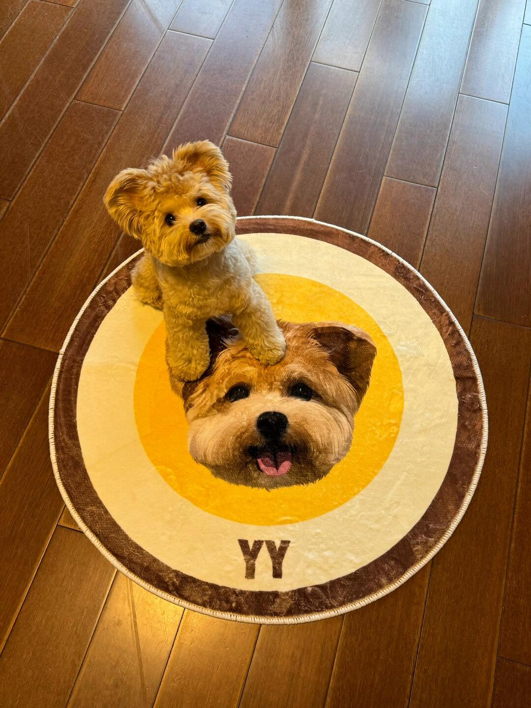 The Ultimate Guide to Choosing Durable Custom Pet Carpets: Mewlymade’s Expert Tips for Pet Parents